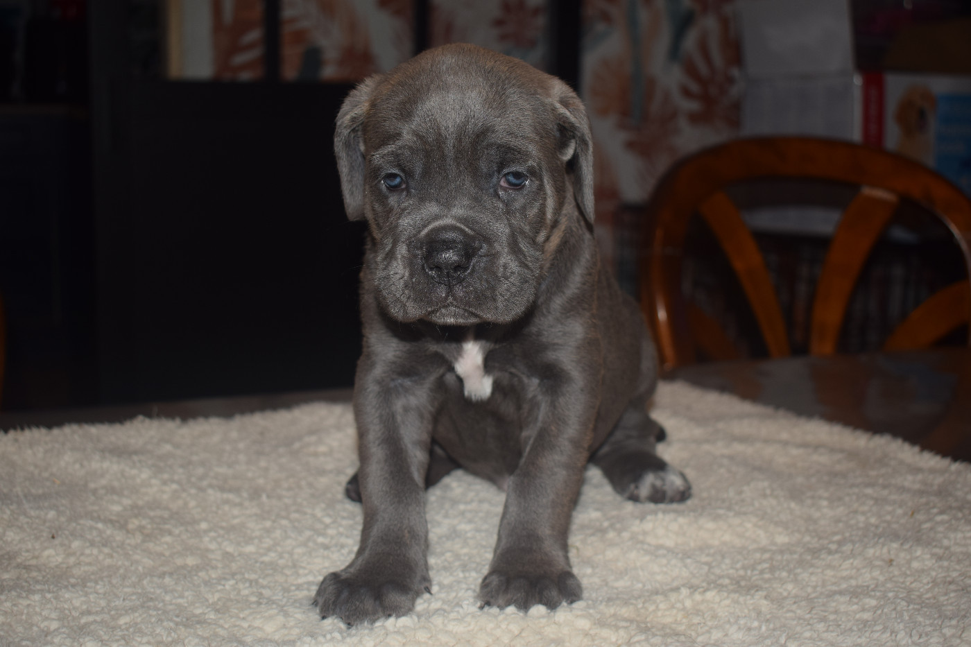 Les petits choux ont bien grandi , bientôt 6 semaines