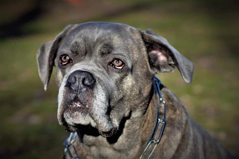 Juke, notre premier cane corso