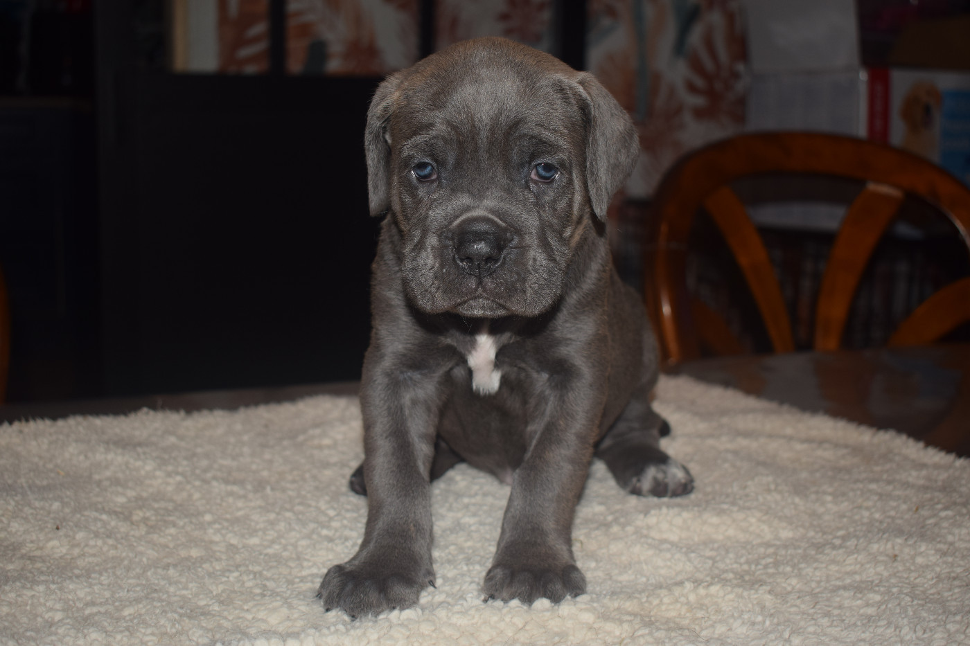 Portée A, 6 chiots nés le 1er décembre 2025