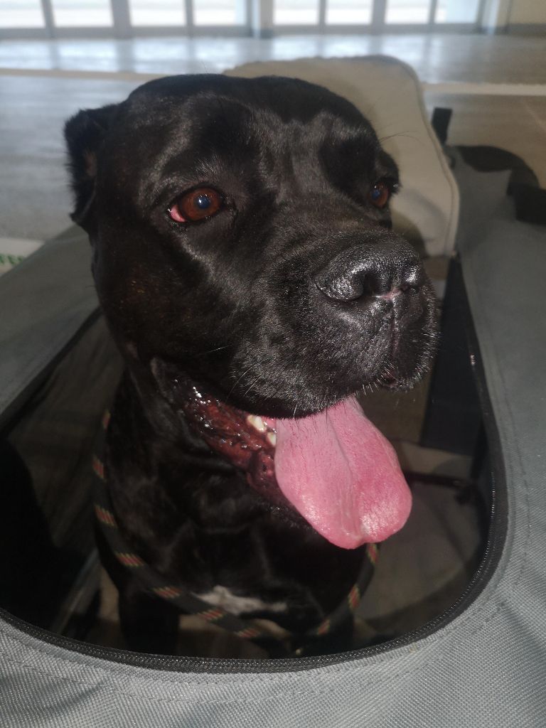 Sacrée Molly dit Shelby