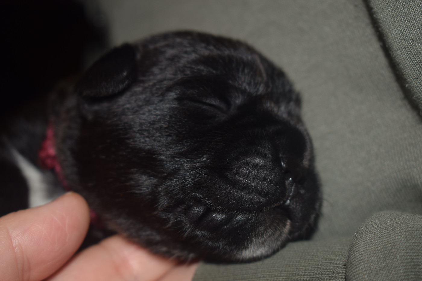 Du Monastère Des Capucins - Chiots disponibles - Cane Corso