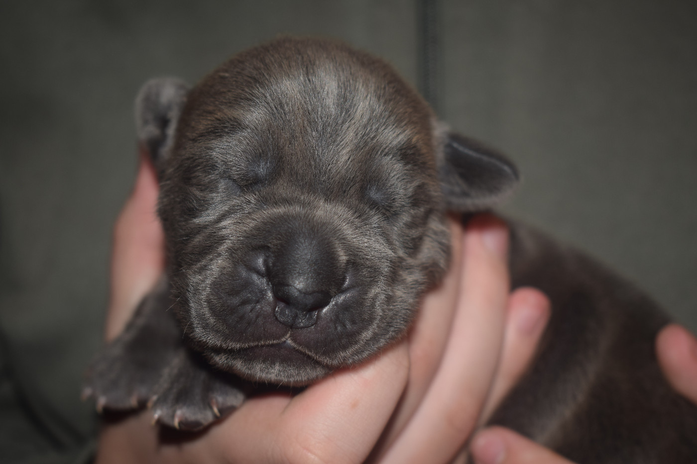 Du Monastère Des Capucins - Chiots disponibles - Cane Corso
