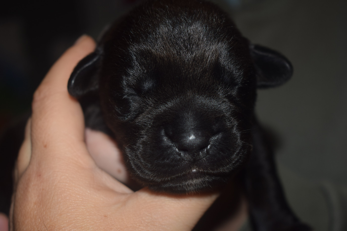 Du Monastère Des Capucins - Chiots disponibles - Cane Corso