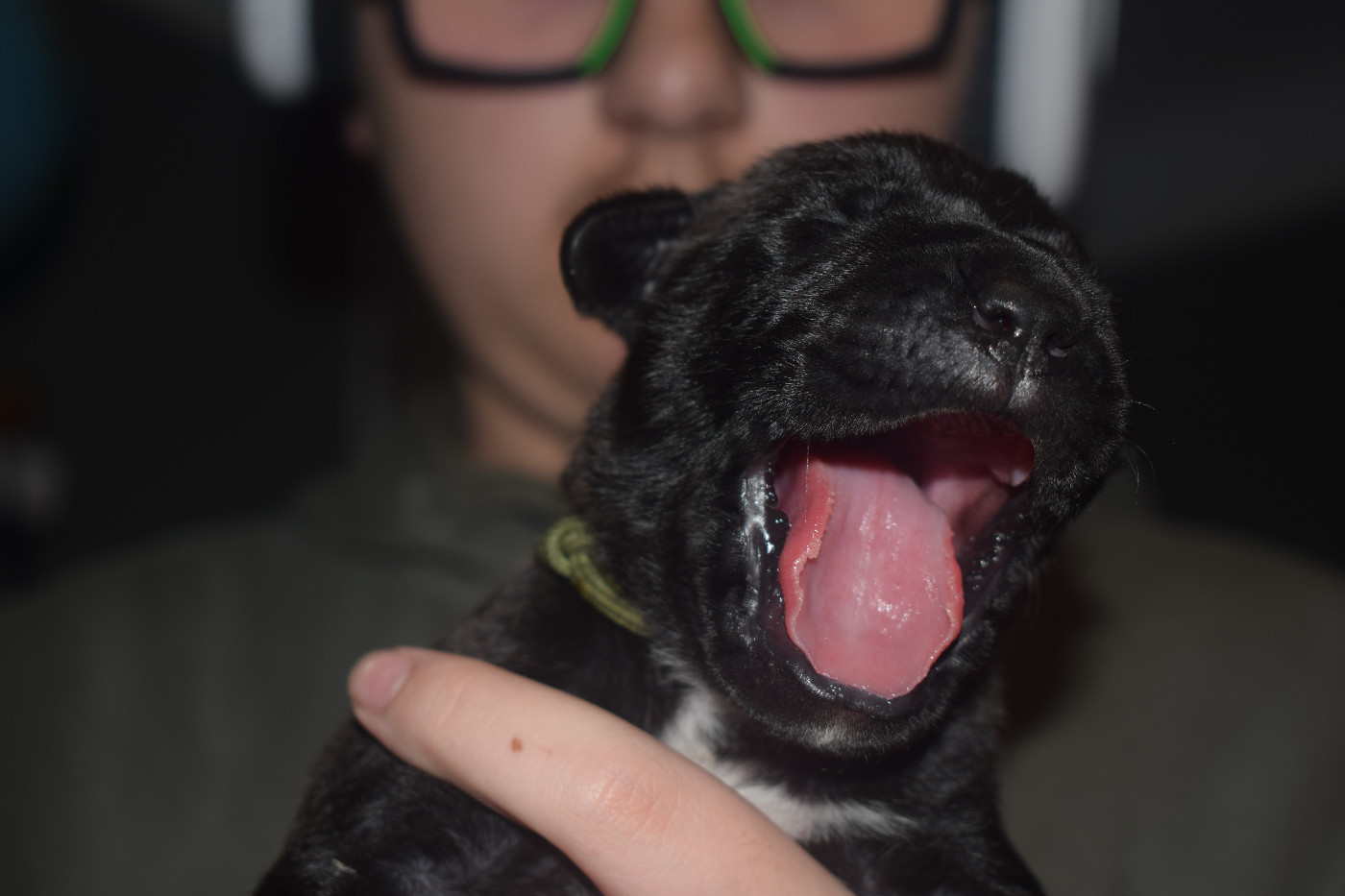 Du Monastère Des Capucins - Chiots disponibles - Cane Corso