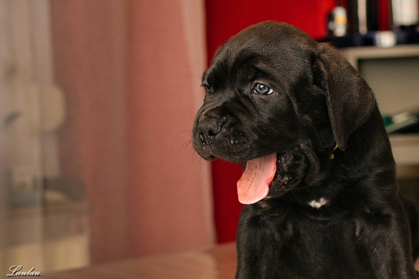 Du Monastère Des Capucins - Chiots disponibles - Cane Corso