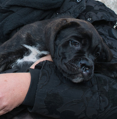 ATHENA du monastère des capucins