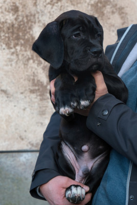 AIKO du monastère des capucins