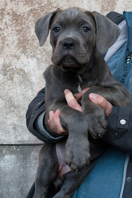 Ava du monastère des capucins